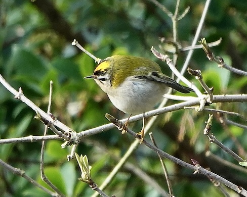firecrest
